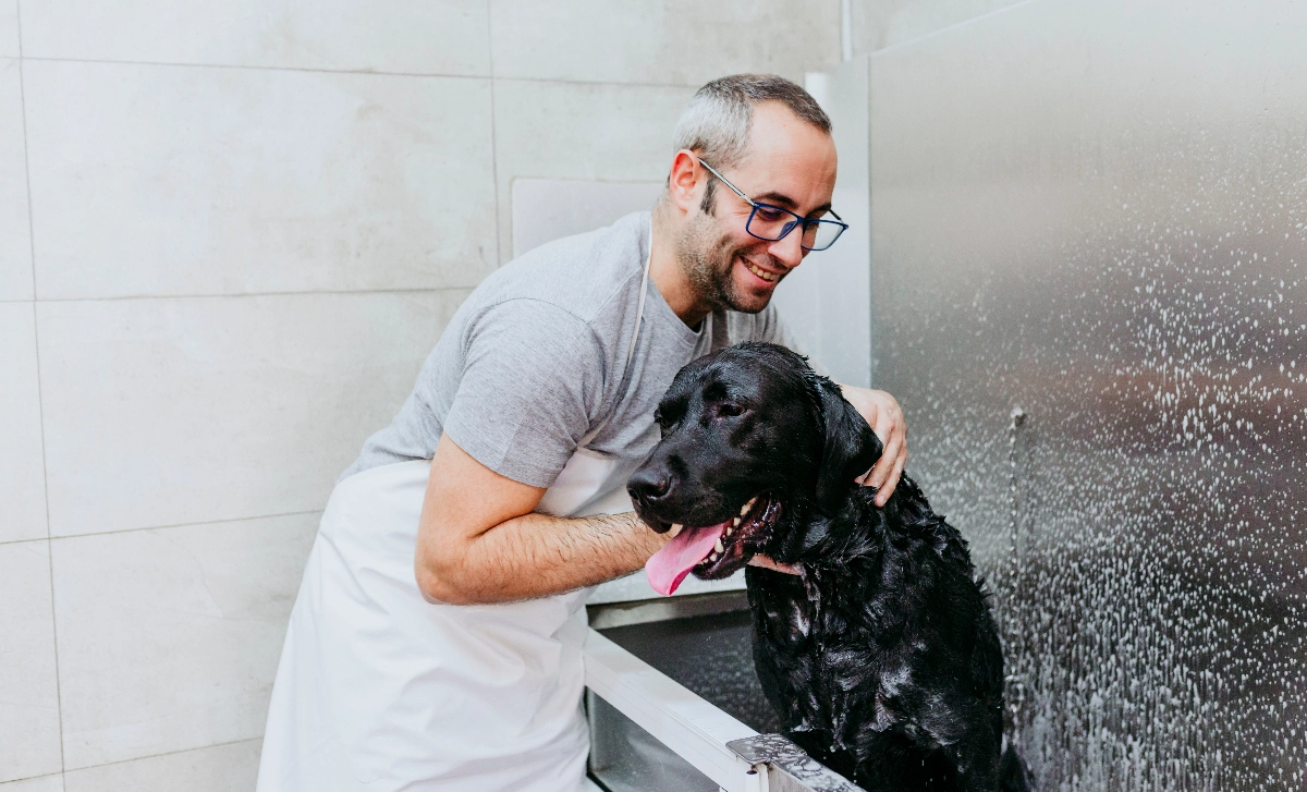 Dorking Pet Grooming about our company image - New Company, Free Website, Company Website, Simple Website, easy website,  Dog grooming services,  Pet haircuts, Pet grooming,  Pet spa services,  Cat grooming services, New Website, No Coding Website